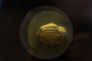 Image description is not available for 1983.59.1